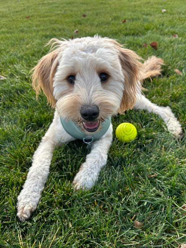 Koda, a cream-colored doodle, sitting in the grass with her ball